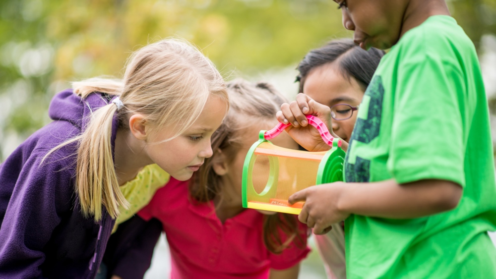 elementary age kids looking into a bug house