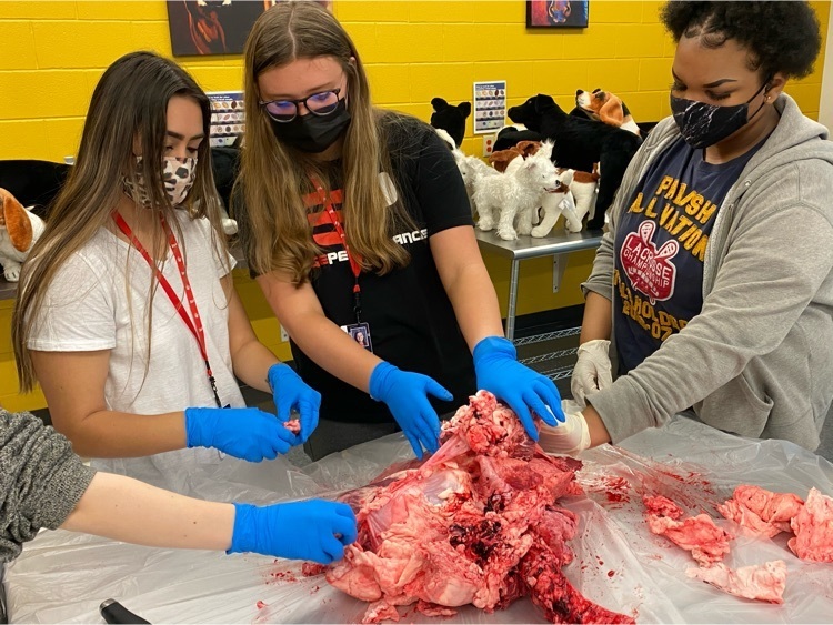 students examine a steer heart