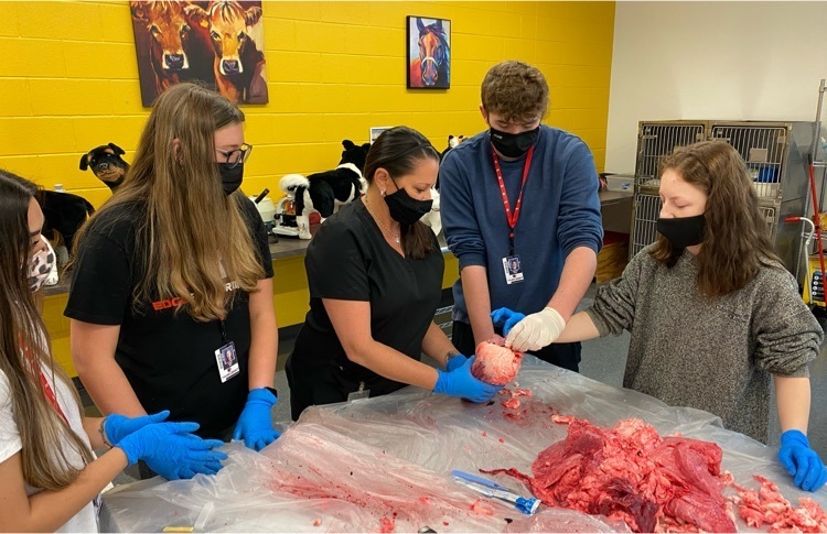 students examine heart