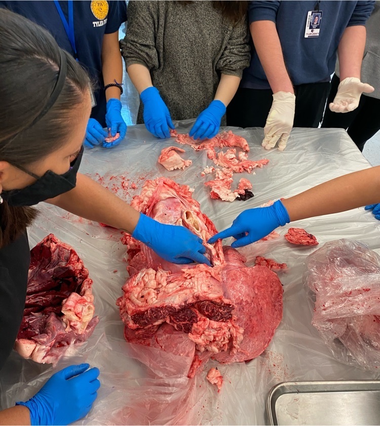 students examining heart