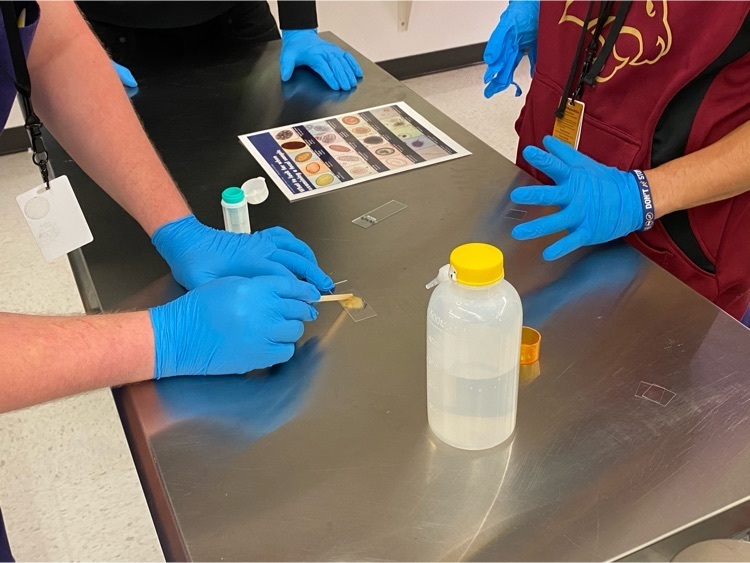 students completing a fecal analysis