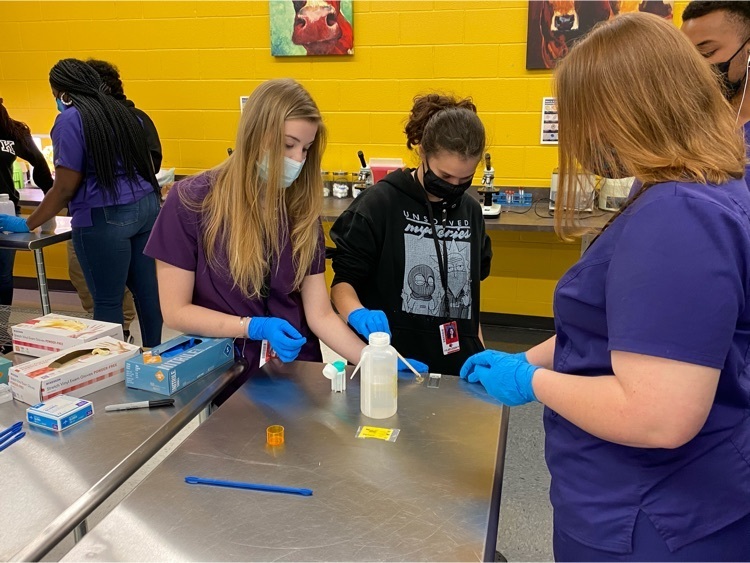 students completing a fecal analysis